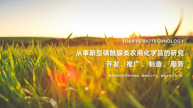 上海CDMO临床前研究：揭秘药物研发的关键一步